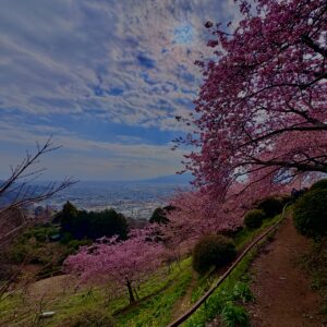 あぐりパーク嵯峨山苑,桜名所,桜,菜の花,春,