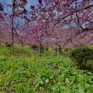 あぐりパーク嵯峨山