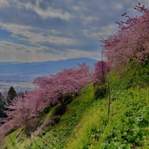 あぐりパーク嵯峨山
