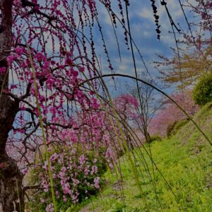 あぐりパーク嵯峨山