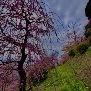 あぐりパーク嵯峨山