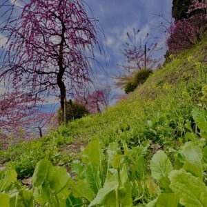 あぐりパーク嵯峨山