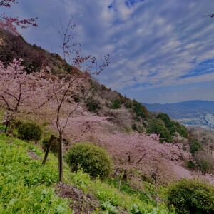 あぐりパーク嵯峨山苑,桜名所,桜,菜の花,春,