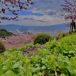 あぐりパーク嵯峨山