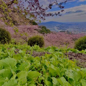 あぐりパーク嵯峨