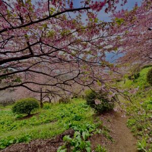 あぐりパーク嵯峨山