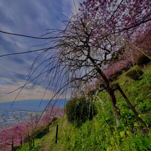 あぐりパーク嵯峨山