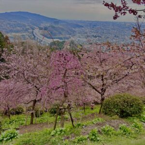 あぐりパーク嵯峨山