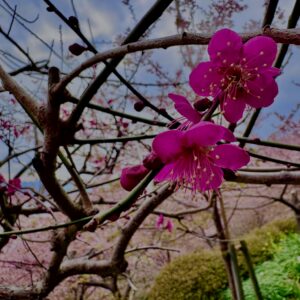 あぐりパーク嵯峨山
