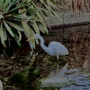 ダイサギ