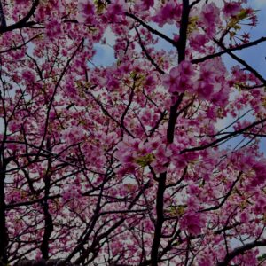 南伊豆,河津桜,早咲き桜,桜名所,春の絶景,お花見スポット,ピンクの花,春観光,季節の風景