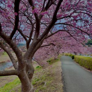 河津桜