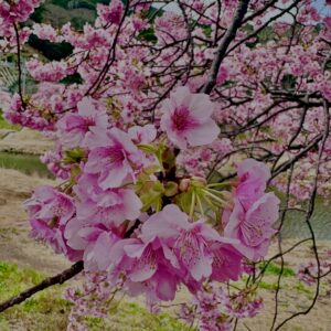 河津桜