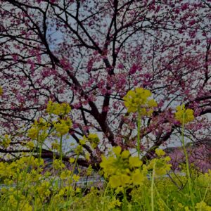 南伊豆,河津桜,早咲き桜,桜名所,春の絶景,お花見スポット,ピンクの花,春観光,季節の風景