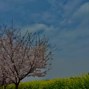 菜の花