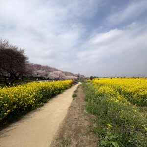 菜の花