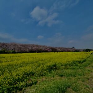 菜の花
