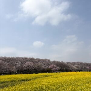 菜の花