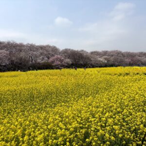 菜の花