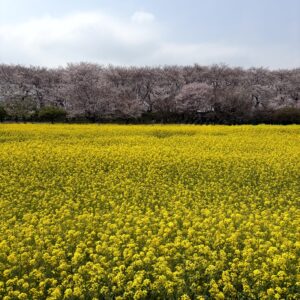 菜の花