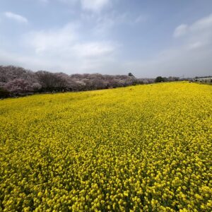 菜の花