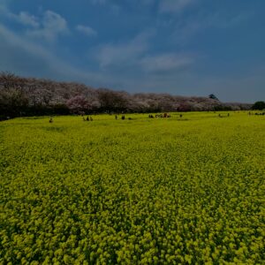 菜の花
