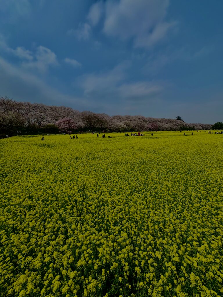 菜の花
