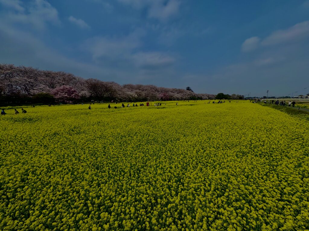 菜の花