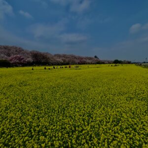 菜の花