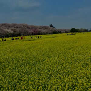 菜の花