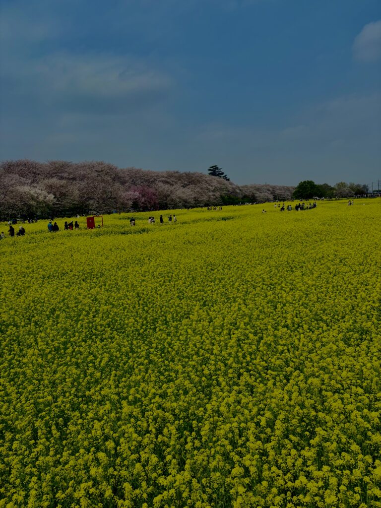 菜の花