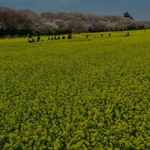 菜の花