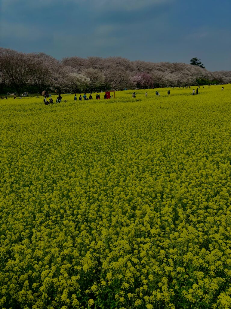 菜の花