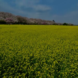 菜の花