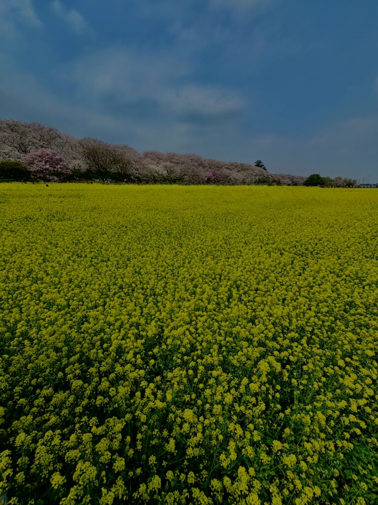 菜の花