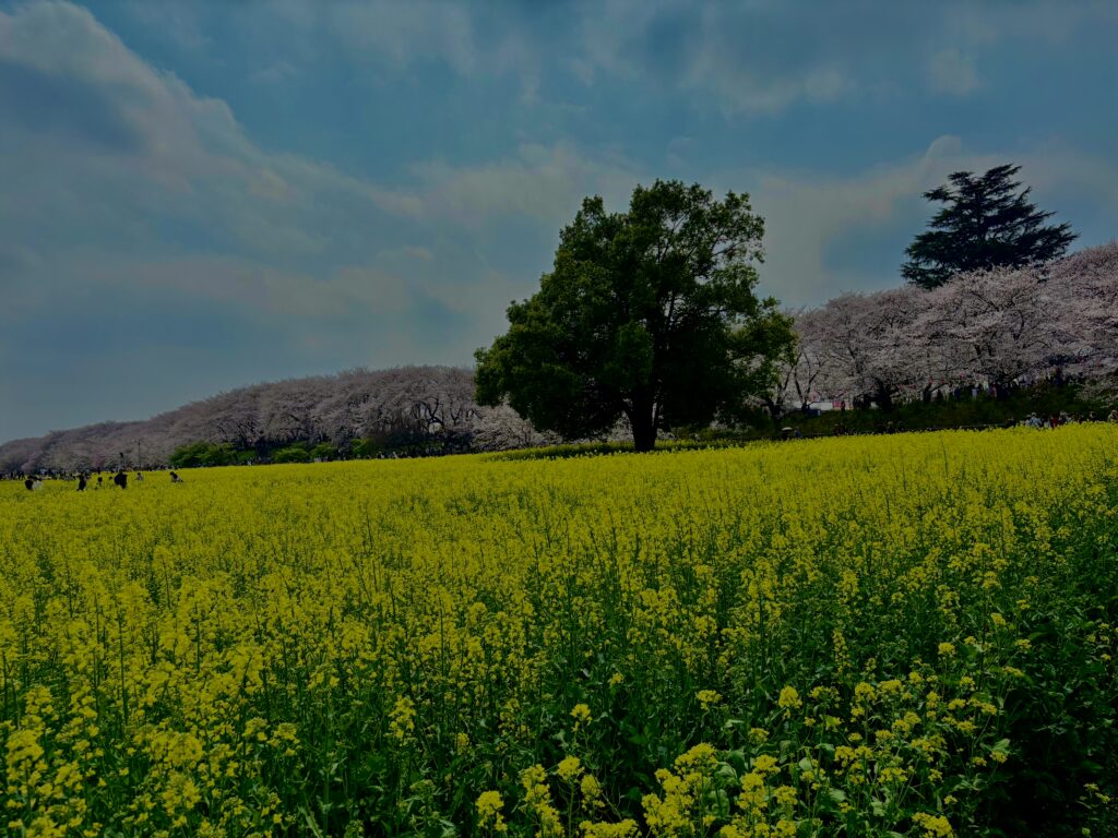 菜の花