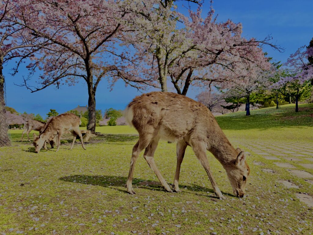 奈良