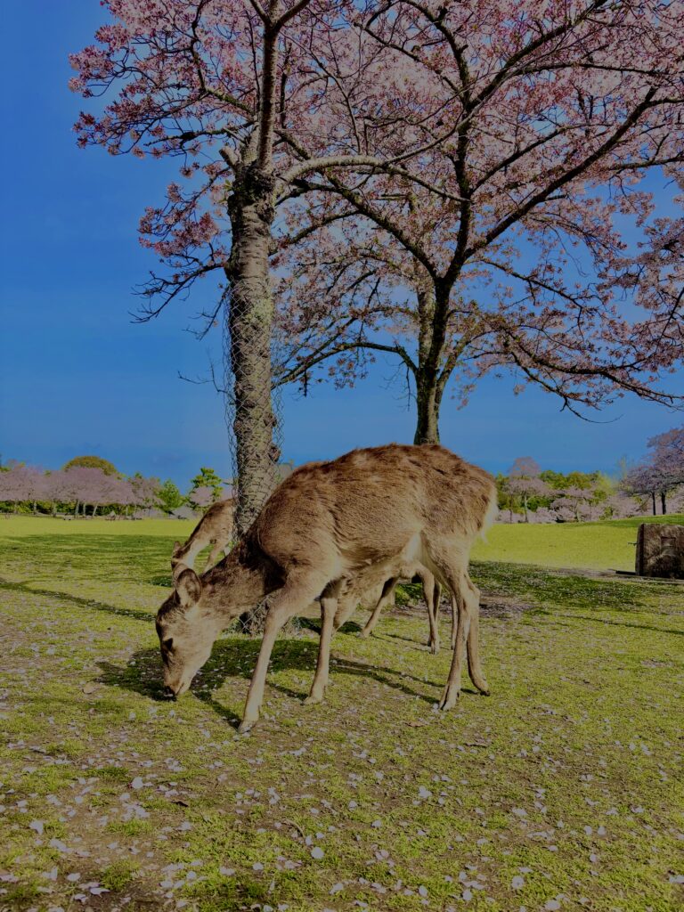 奈良