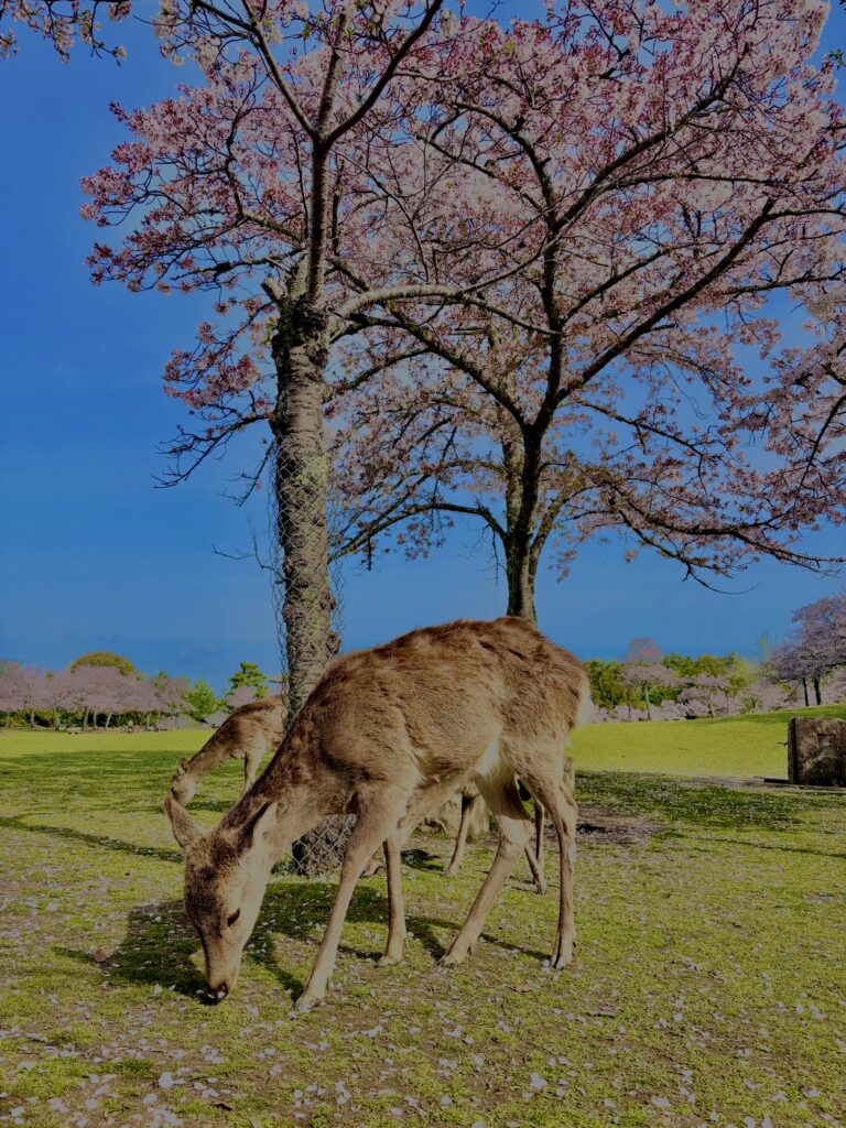 奈良
