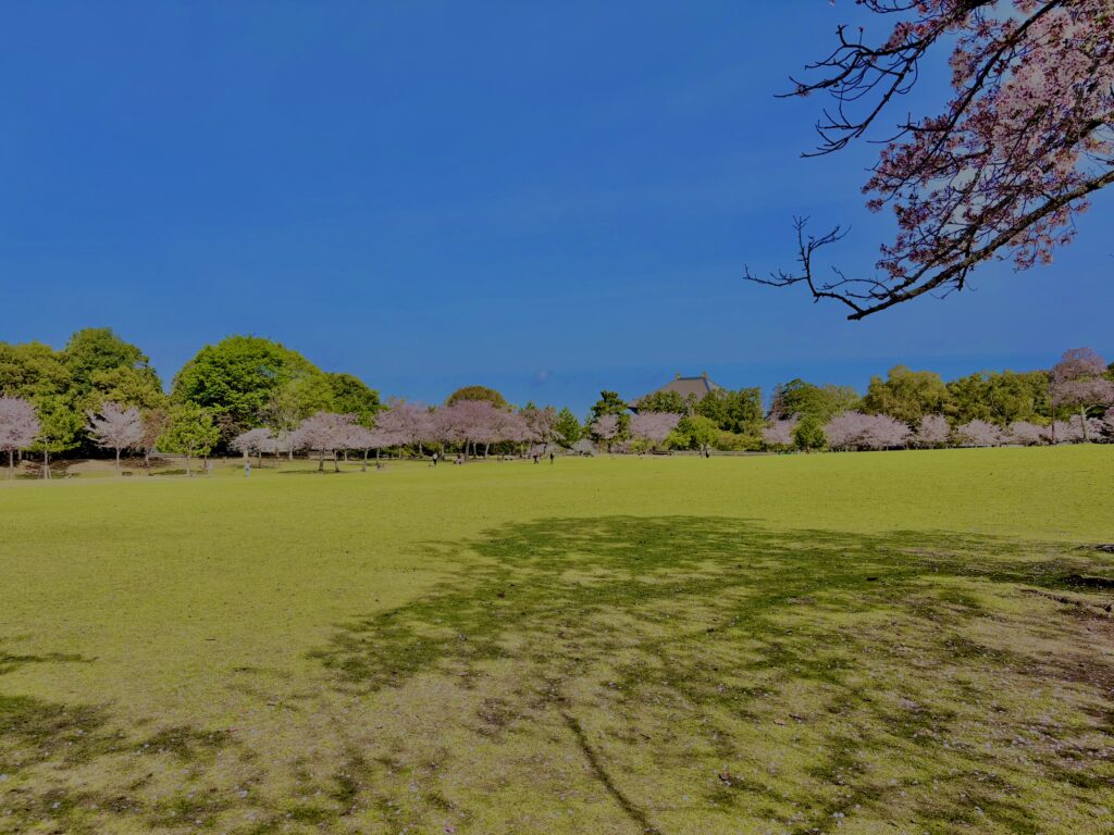 奈良,若草山,鹿,風景,春,自然,