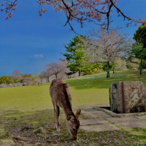 奈良