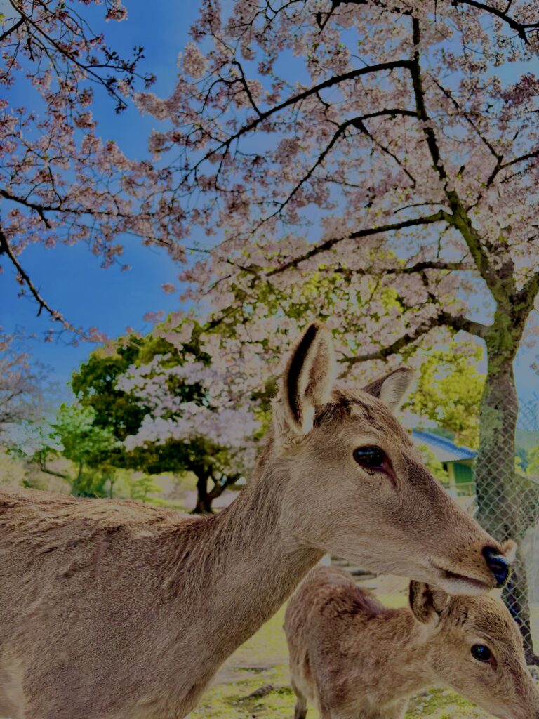 奈良,若草山,鹿,風景,春,自然,