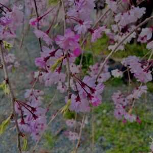 垂れ桜,風景,春,自然,桜,