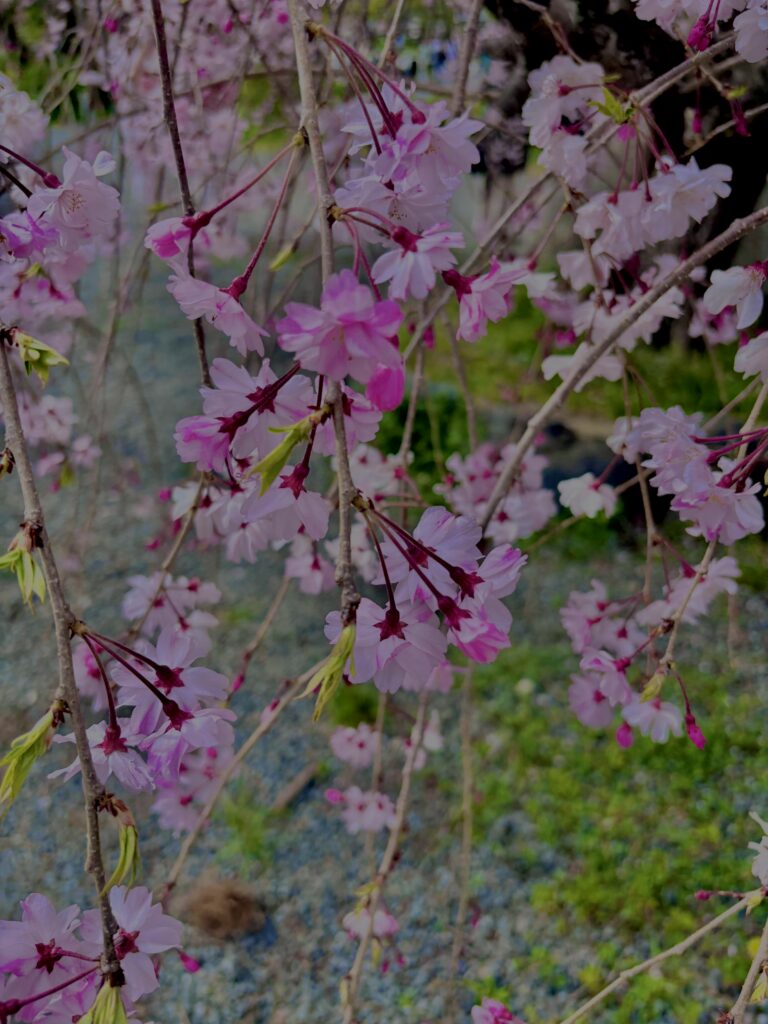 垂れ桜,風景,春,自然,桜,