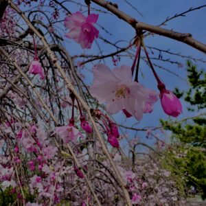 垂れ桜