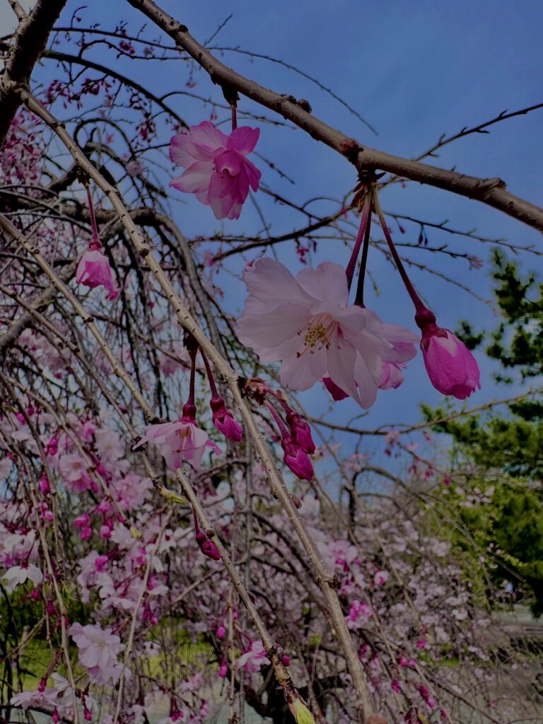 垂れ桜