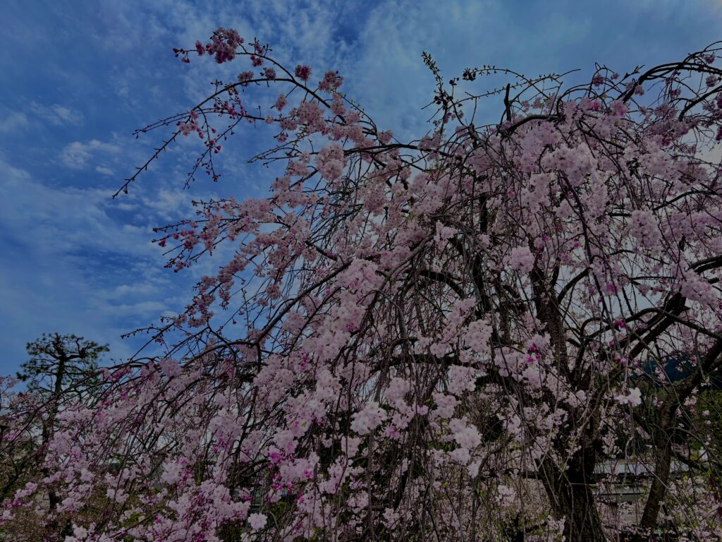 垂れ桜,