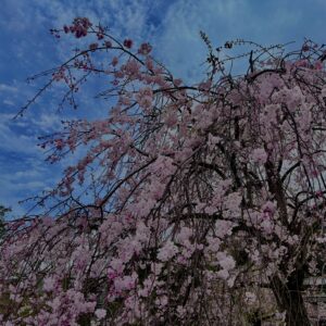 垂れ桜,