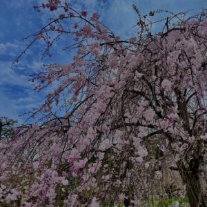 垂れ桜