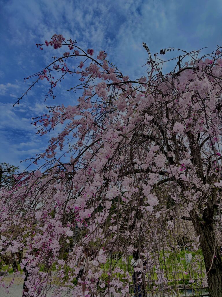 垂れ桜